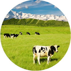 nutricion animal atequimicos